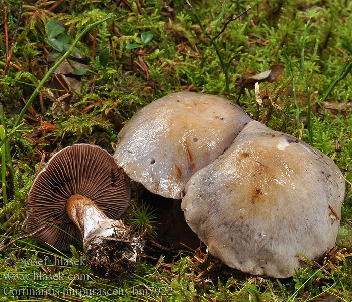 Pavučinovec purpurovoškvrnitý Cortinarius purpurascens Cortinaire purpurescent