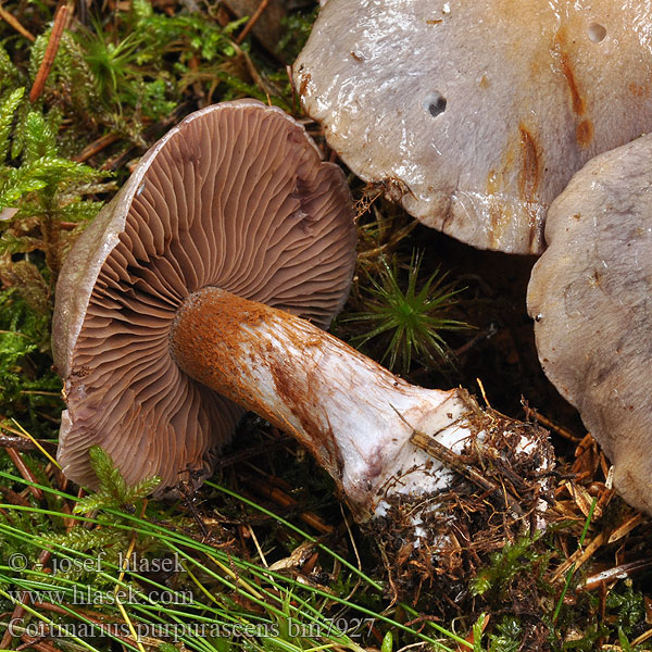 Cortinarius purpurascens Pavučinovec purpurovoškvrnitý Cortinaire purpurescent