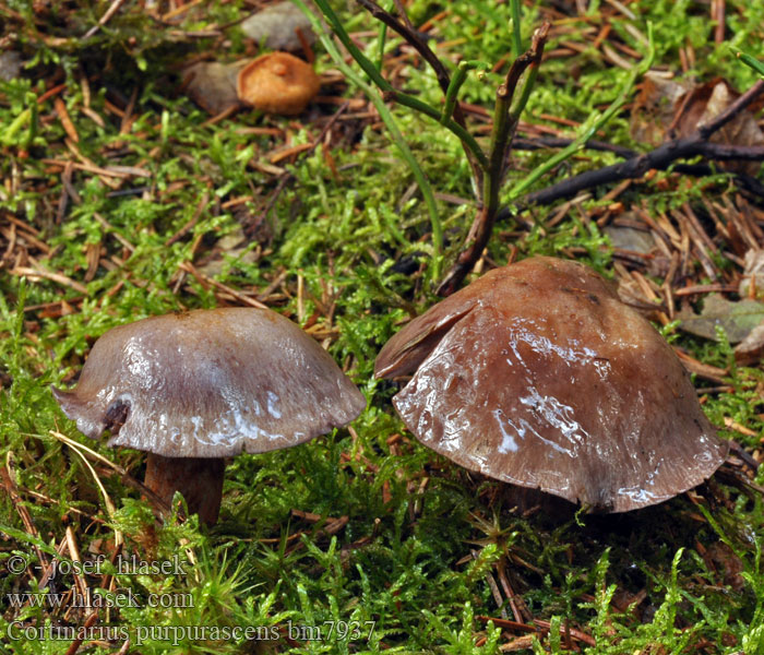 Cortinarius purpurascens bm7937