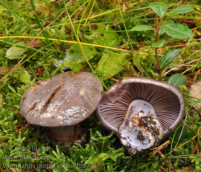 Cortinarius purpurascens bm7945