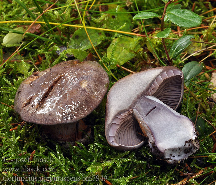 Cortinarius purpurascens bm7949