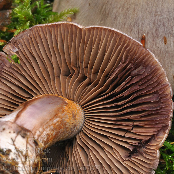 Cortinarius purpurascens bm7953