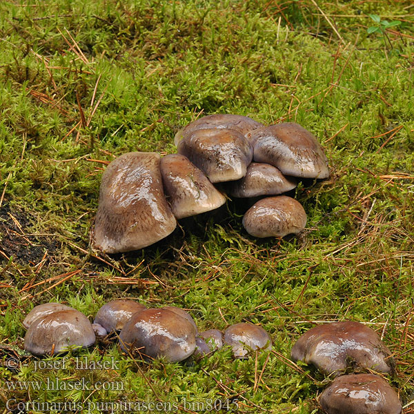 Cortinarius purpurascens bm8045