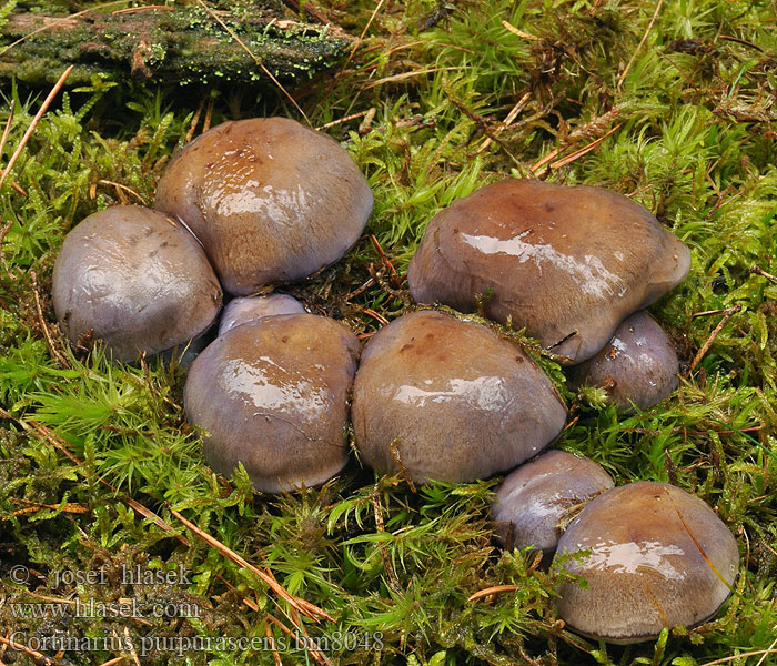 Cortinarius purpurascens bm8048