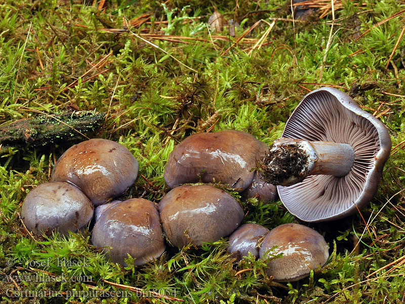 Purperen gordijnzwam Purpurbrun Slørhat Purppuranuppiseitikki
