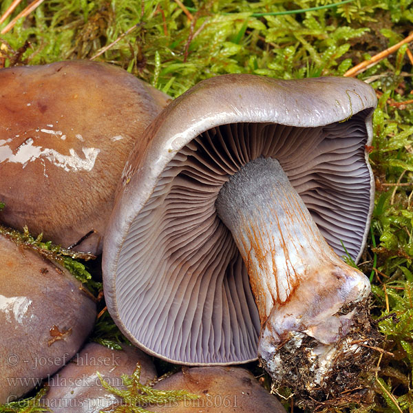 Cortinarius purpurascens bm8061