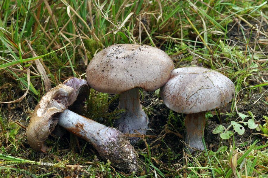 Cortinaire purpurescent Cortinarius purpurascens largusoides