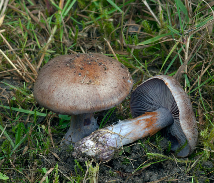 Zasłonak purpurowiejący Cortinarius purpurascens largusoides