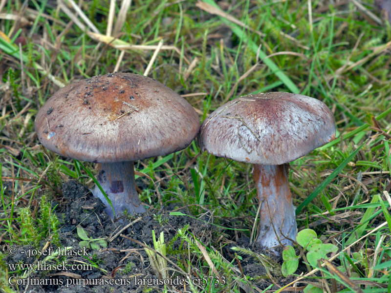 Pavučinec načervenalý Cortinarius purpurascens largusoides