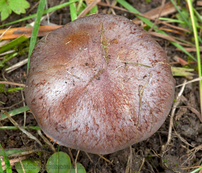 Purpurfleckender Klumpfuß Cortinarius purpurascens largusoides