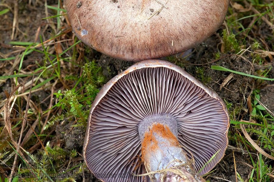 Škrlateča koprenka Cortinarius purpurascens largusoides