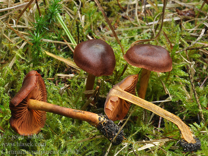 Cortinarius purpureus Pavučinec hnědočervený