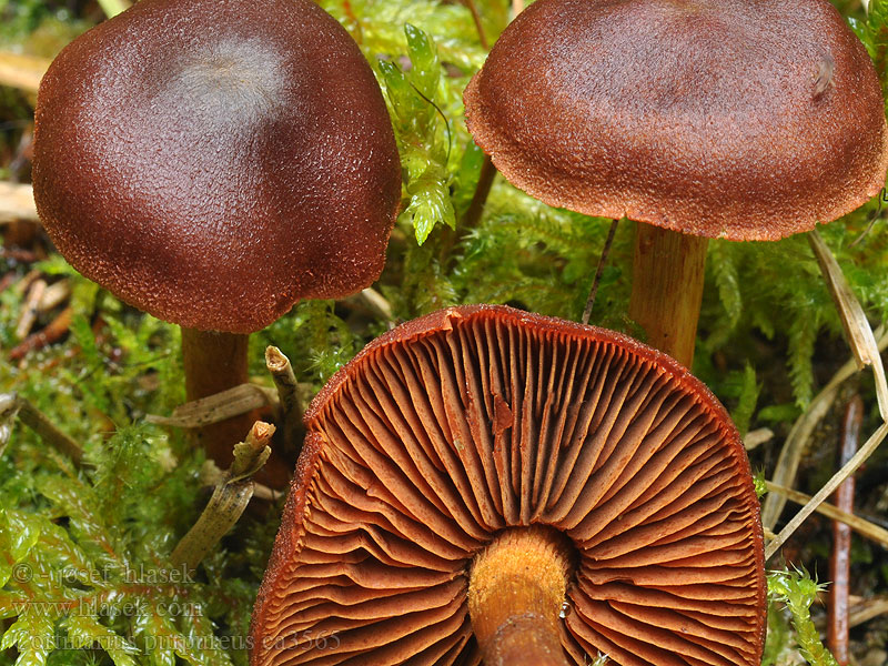 Cortinarius purpureus Purpurfaserige Hautkopf Bloedplaatgordijnzwam