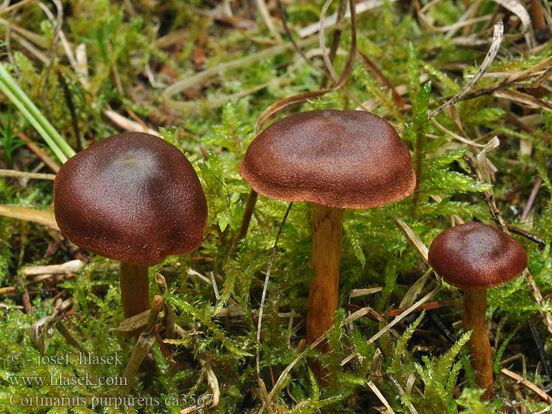 Cortinarius purpureus Zasłonak miedzianordzawy Pavučinovec hnedočervený