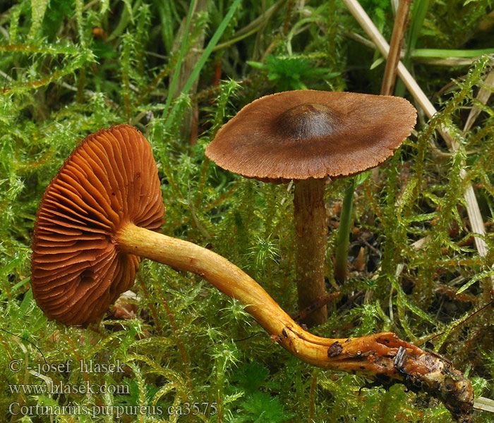 Cortinarius purpureus Hurmeseitikki Паутинник пурпурный