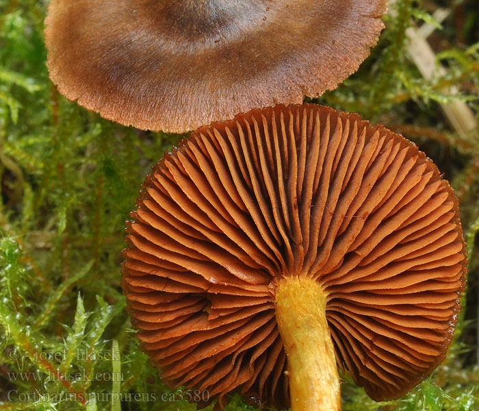 Cortinarius purpureus Brunrød slørhat Stor blodspindling