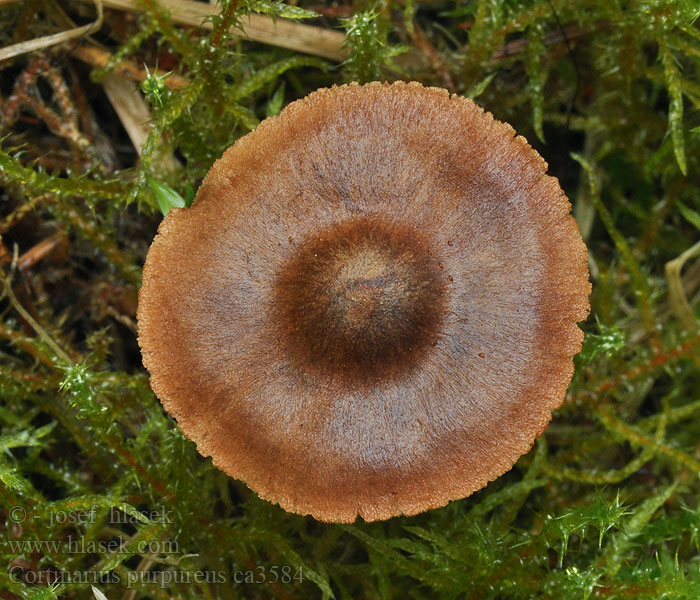 Cortinarius purpureus