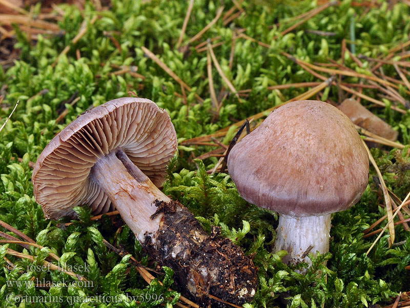 Cortinarius quarciticus Kwartsietgordijnzwam Kvarts-Slørhat