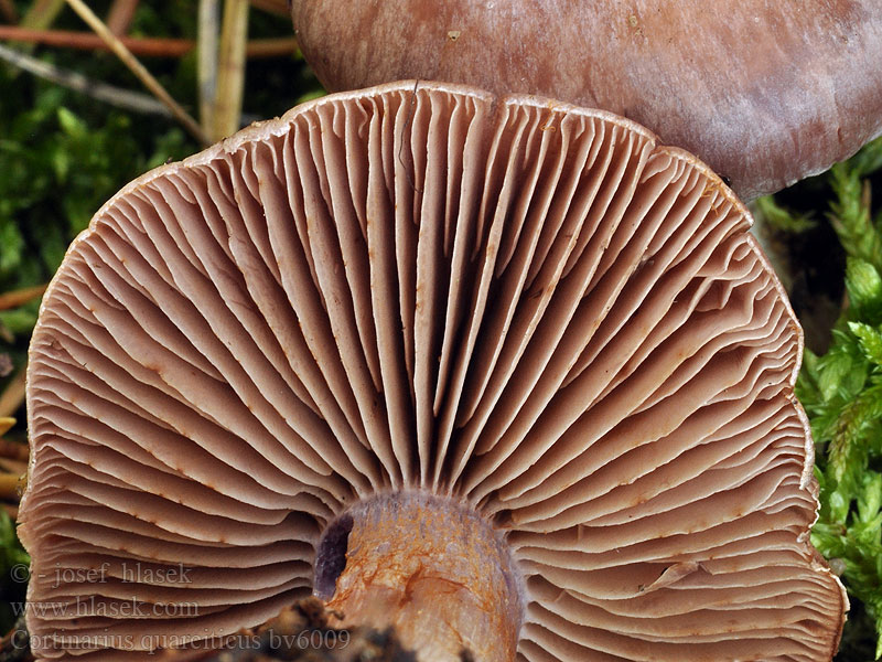 Cortinarius quarciticus Kvartsspindling Cortinaire pins