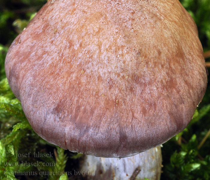 Cortinarius quarciticus Kvartsittslørsopp Паутинник пурпурно-жёлтый