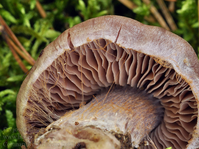 Cortinarius quarciticus Kwartsietgordijnzwam