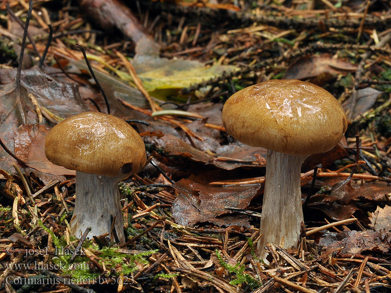 Cortinarius riederi Pavučinec skvrnatý