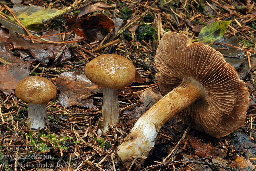 Cortinarius riederi Lilastieliger Klumpfuß Nuppiseitikki