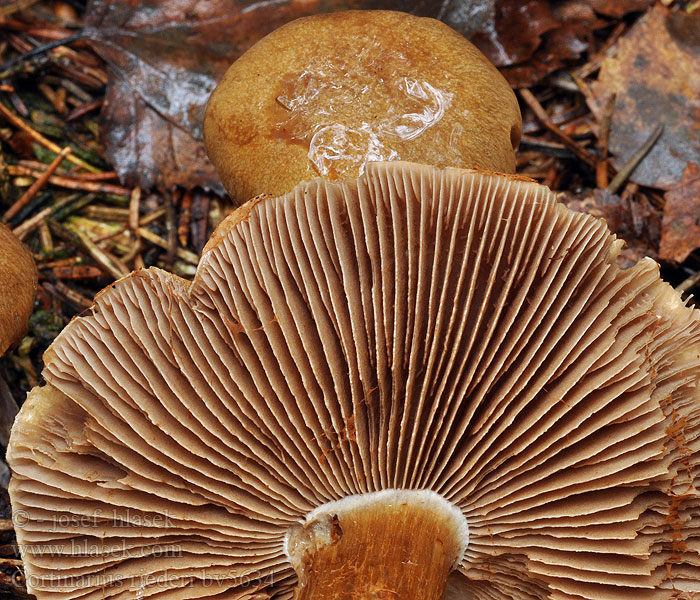 Cortinarius riederi Nuppiseitikki Sipuliseitikki Blåbærslørsopp