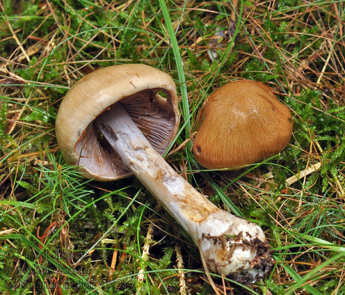 Pavučinec skvrnatý Cortinarius riederi