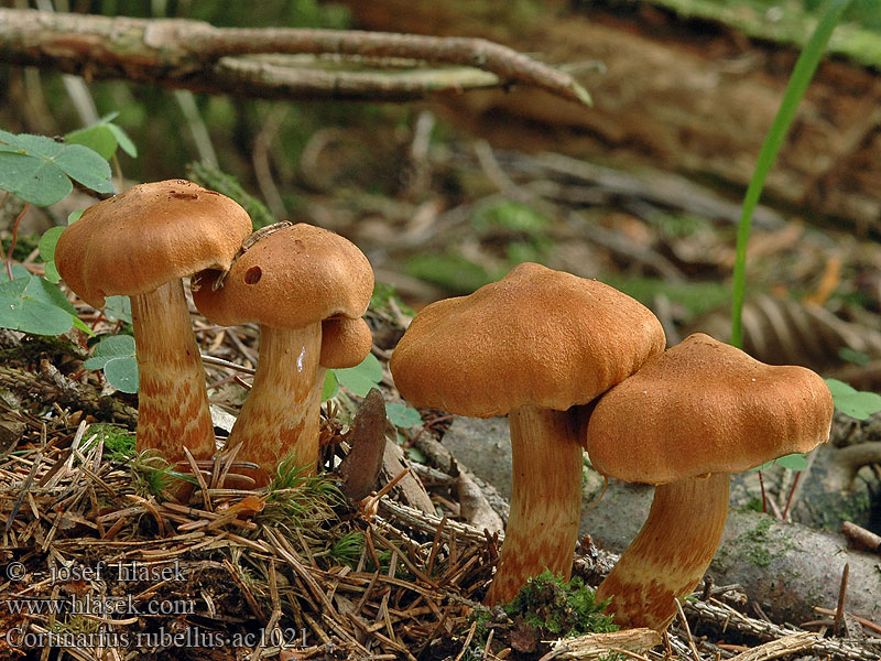 Cortinarius rubellus Pavučinec červenooranžový skvělý