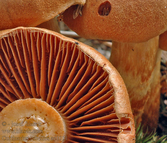 Cortinarius_rubellus_ac1031