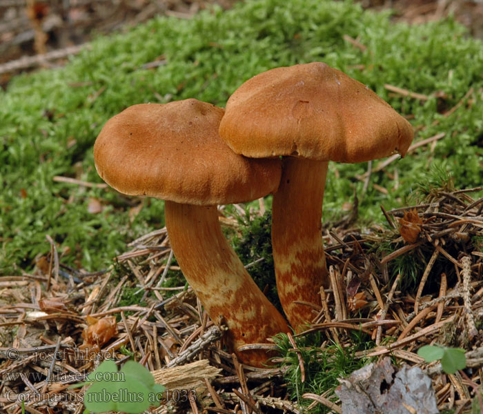 Cortinarius_rubellus_ac1033