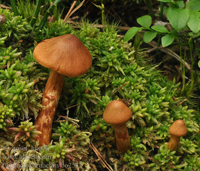 Cortinarius_rubellus_bo2537