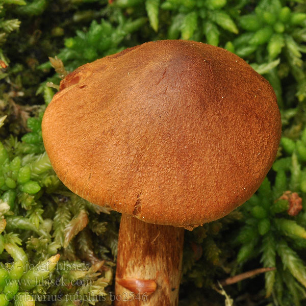 Deadly webcap Csúcsoskalapú pókhálósgomba Cortinarius rubellus