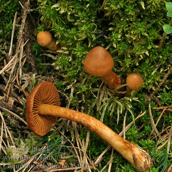 Pavučinec červenooranžový skvělý Spitzgebuckelte Raukopf