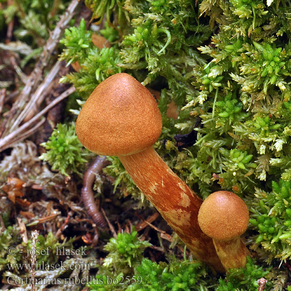 Cortinarius_rubellus_bo2559