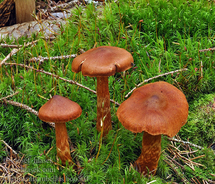 Cortinarius_rubellus_bo6504