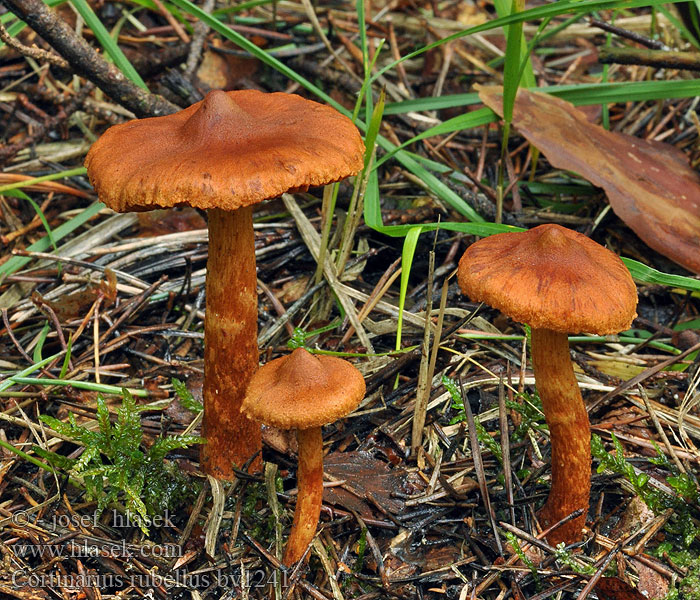 Cortinarius rubellus Pavučinec červenooranžový skvělý