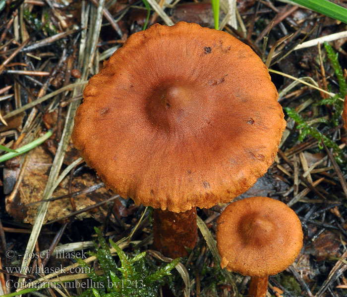 Cortinarius rubellus Spitzgebuckelte Raukopf