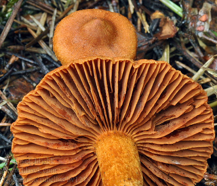 Cortinarius rubellus Fraaie gifgordijnzwam Zasłonak spiczasty