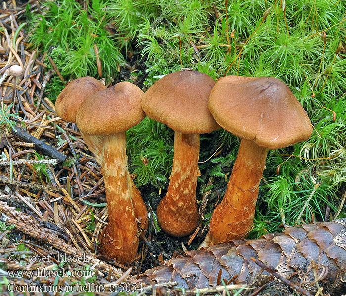 Pavučinec červenooranžový skvělý Cortinarius rubellus