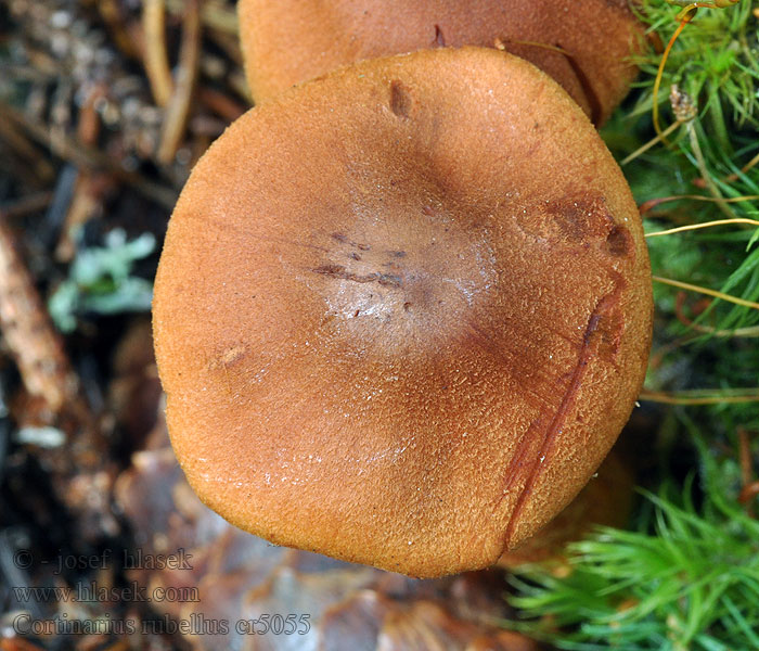 Spitzgebuckelte Raukopf Cortinarius rubellus