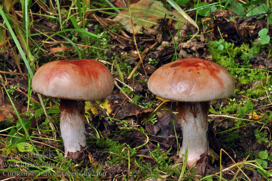 Cortinarius rufo olivaceus Pavučinec hnědofialový