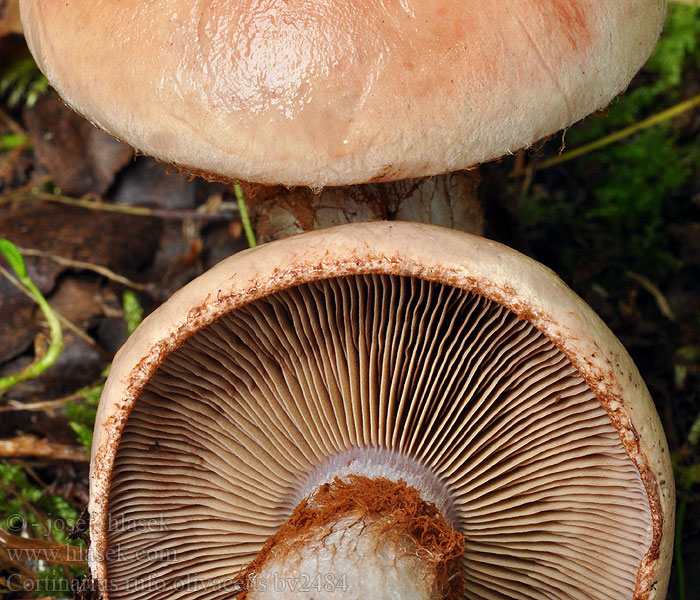 Cortinarius rufo olivaceus Violettroter Klumpfuss