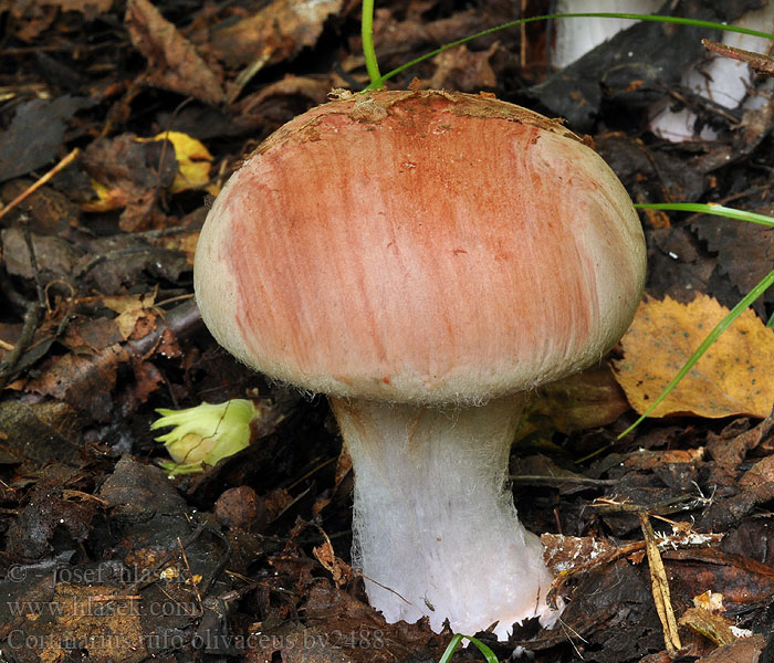 Cortinarius rufo olivaceus Zasłonak gniadofioletowy