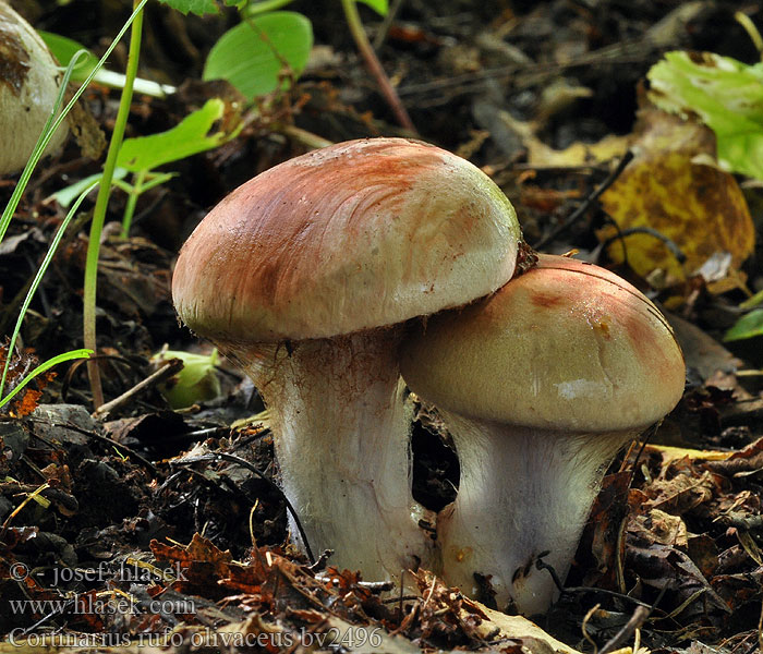 Pavučinec hnědofialový Cortinarius rufo olivaceus