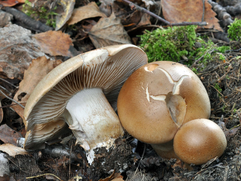 Cortinarius sabuletorum