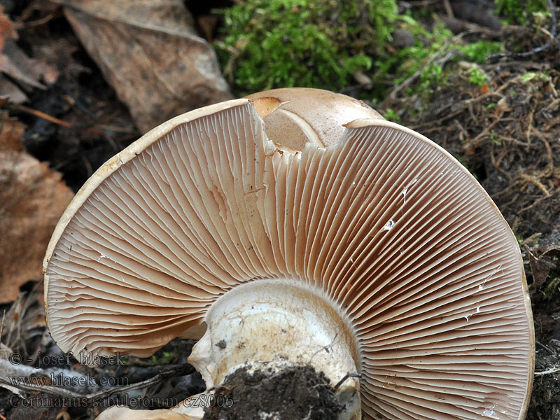 Cortinarius sabuletorum