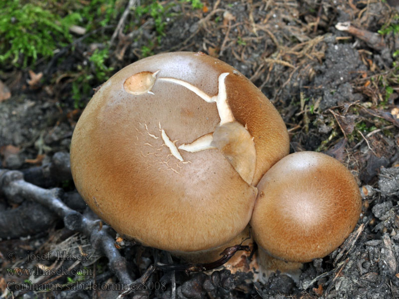 Cortinarius sabuletorum