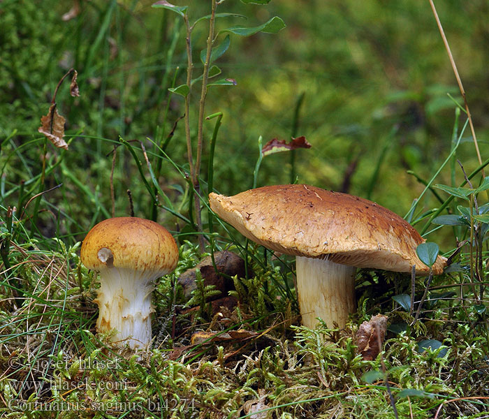 Cortinarius saginus bi4274